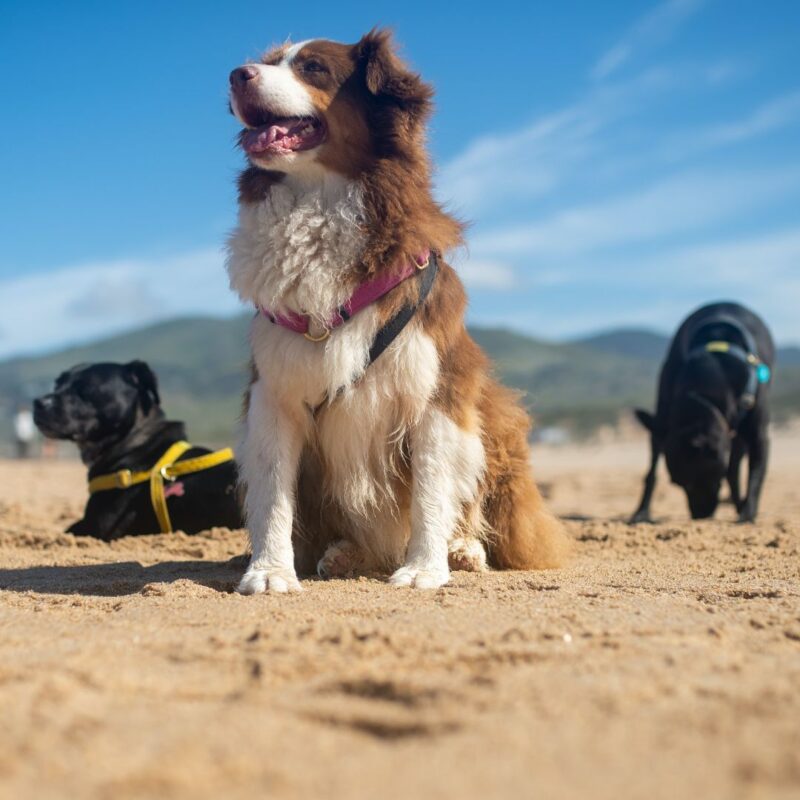 dog friendly beaches hikes new jersey